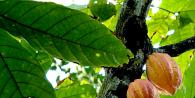 Как добывают какао. Дерево какао. Где растет дерево какао? Плоды какао. Где растет какао