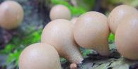Съедобные грибы: дождевик Как отличить ложный дождевик от настоящего